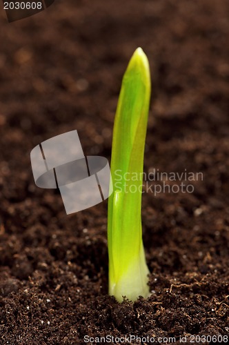 Image of Green seedling