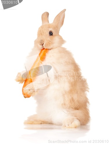 Image of Cute rabbit