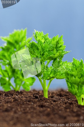 Image of Green seedling