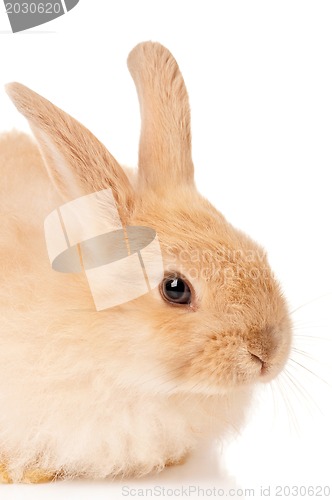Image of Cute rabbit