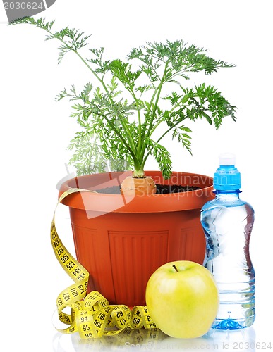 Image of Carrot in plastic pot