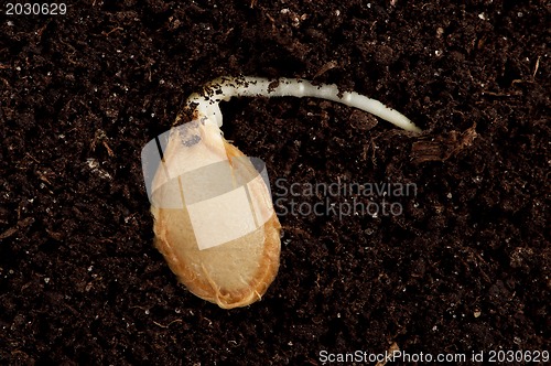 Image of Green seedling