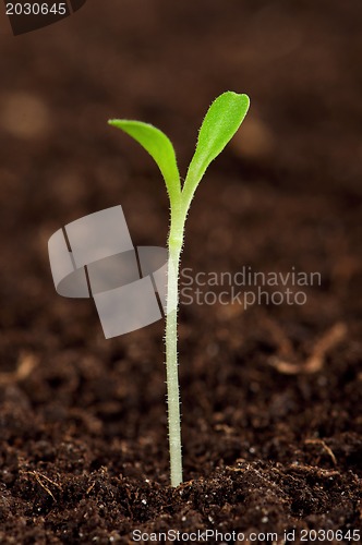 Image of Green seedling