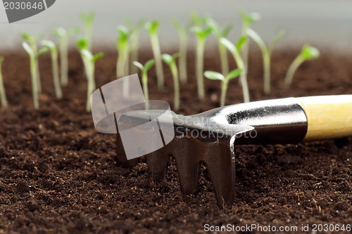 Image of Green seedling