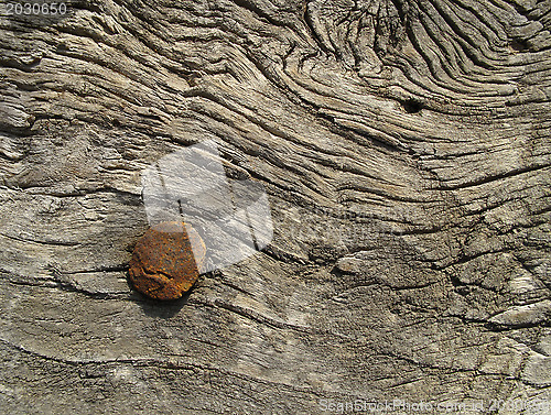 Image of Very old wooden texture with a rusty nail