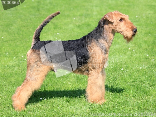 Image of Airedale terrier