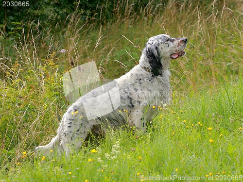 Image of An English Setter