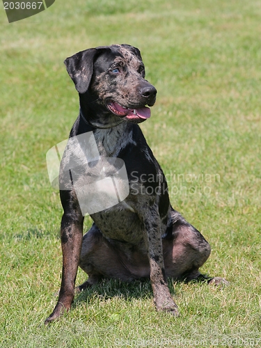 Image of Louisiana Catahoula leopard dog