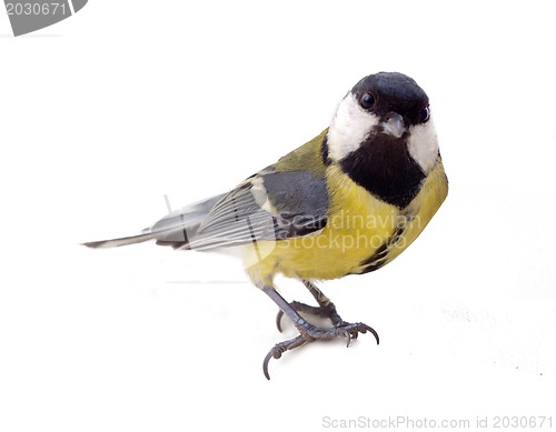 Image of Various great tit