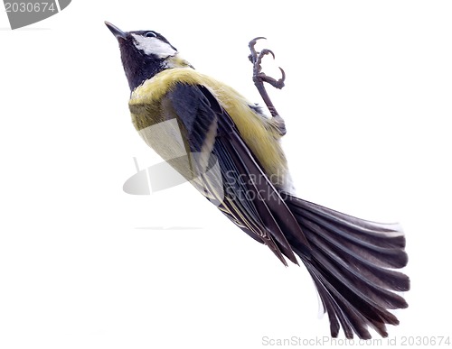 Image of Various great tit