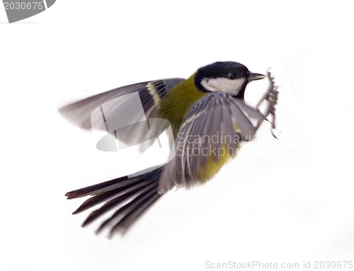 Image of Various great tit