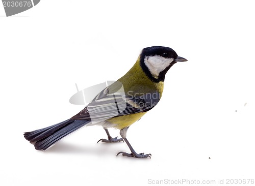 Image of Various great tit