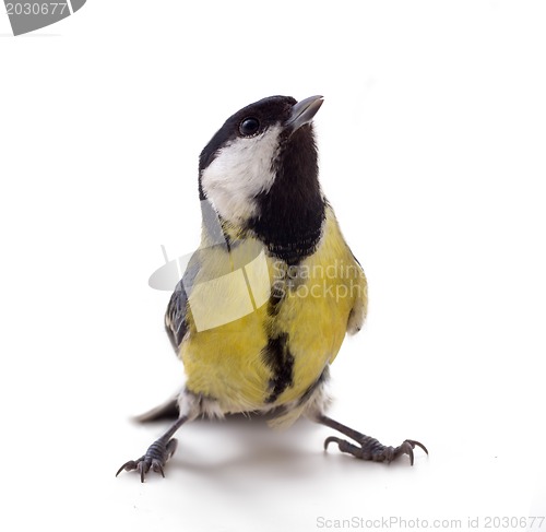 Image of Various great tit