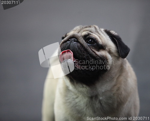 Image of Dog Pug
