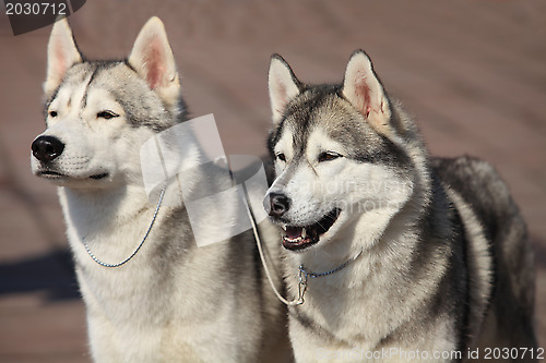 Image of Siberian huskies
