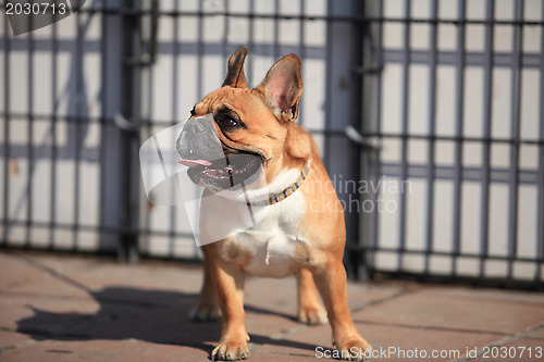 Image of French Bulldog
