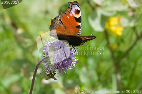 Image of Peacock butterfly