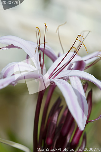 Image of Lily
