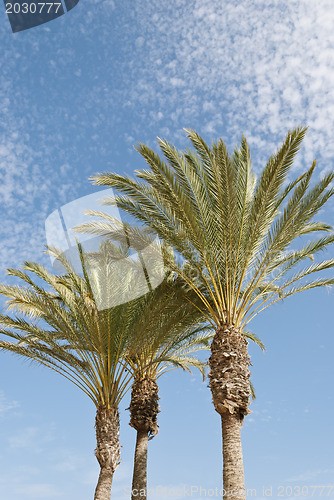 Image of Palm Trees
