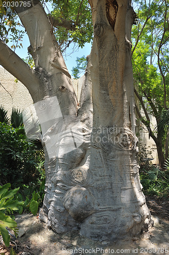 Image of Baobab tree