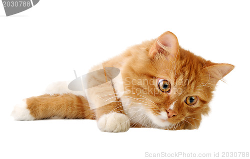 Image of Ginger cat