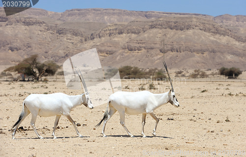 Image of Oryx