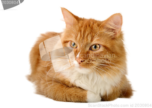 Image of Ginger cat