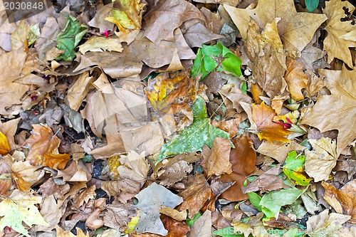 Image of Autumn foliage