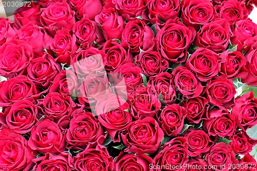 Image of Red roses