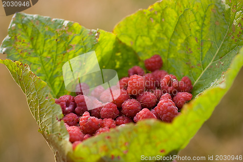 Image of raspberry