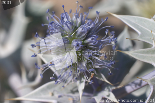 Image of Sea holly, Cretan variant