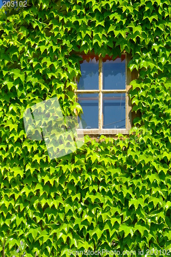 Image of window with green leafs