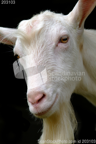 Image of ziege | goat