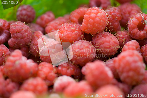 Image of raspberry