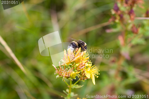 Image of Jumblebee on the wildflower