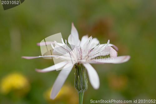 Image of Wildflower