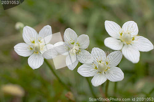 Image of Wildflower