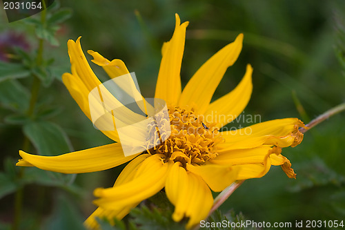 Image of Mountain Arnica