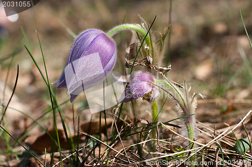 Image of Spring flowers