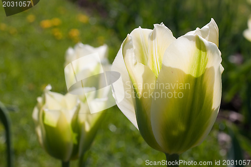 Image of White tulip