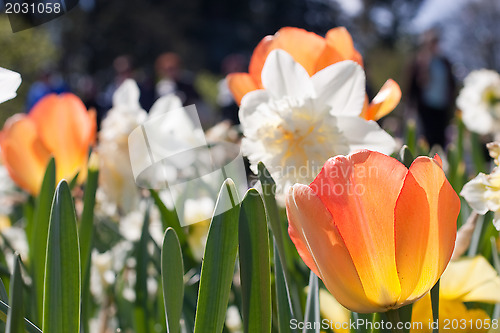 Image of Sping flowers