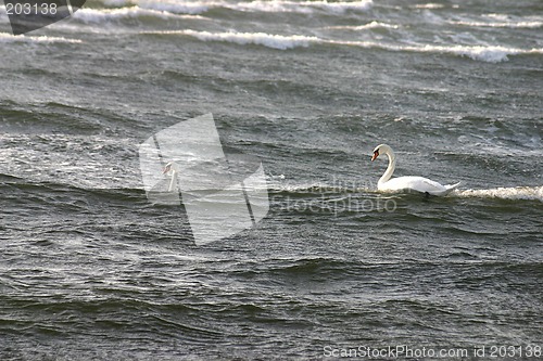 Image of swan