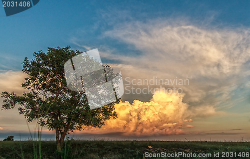 Image of Lonely tree