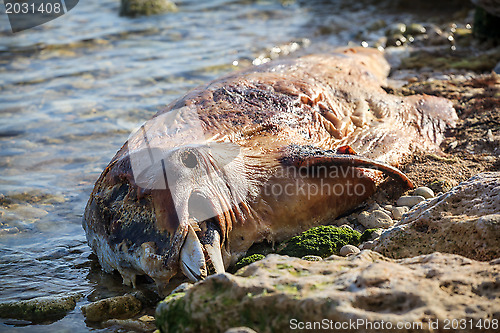 Image of Dead Bottlenose dolphin.