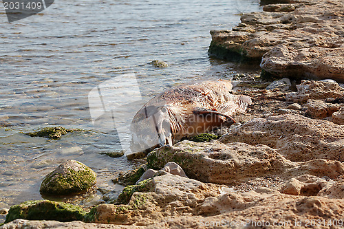 Image of Dead  dolphin.