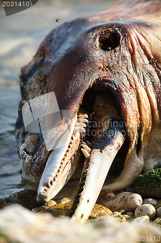 Image of Dead Bottlenose dolphin  lies on the coast