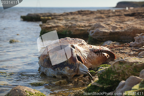 Image of Dumped on the land Bottlenose dolphin