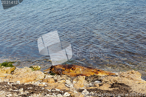 Image of Dumped on the land  dolphin