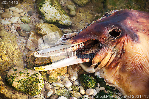 Image of Dead Bottlenose dolphin.