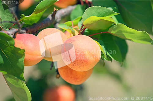 Image of Apricot